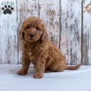 Harriet, Mini Labradoodle Puppy